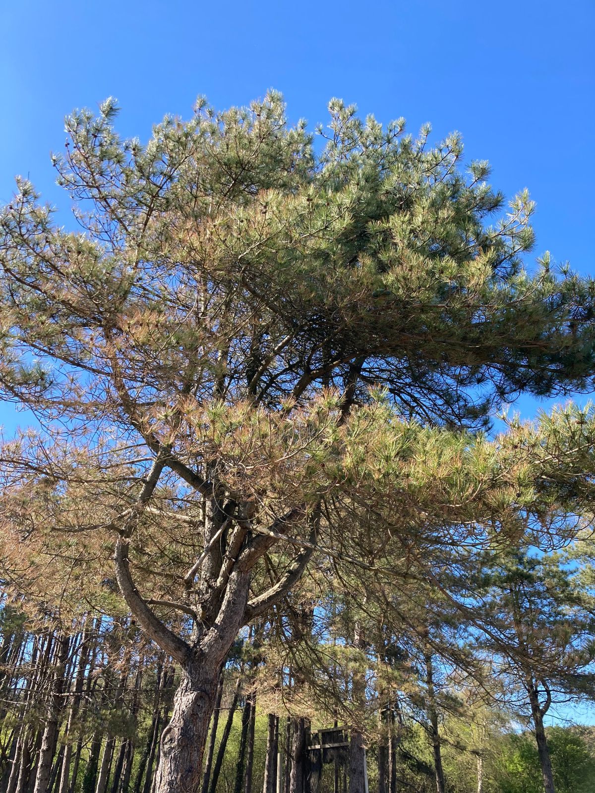 Avoid throwing in the trees! They’re the perfect shape to keep your disc up there