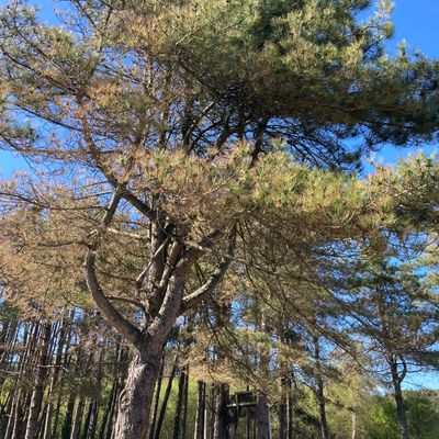 Avoid throwing in the trees! They’re the perfect shape to keep your disc up there