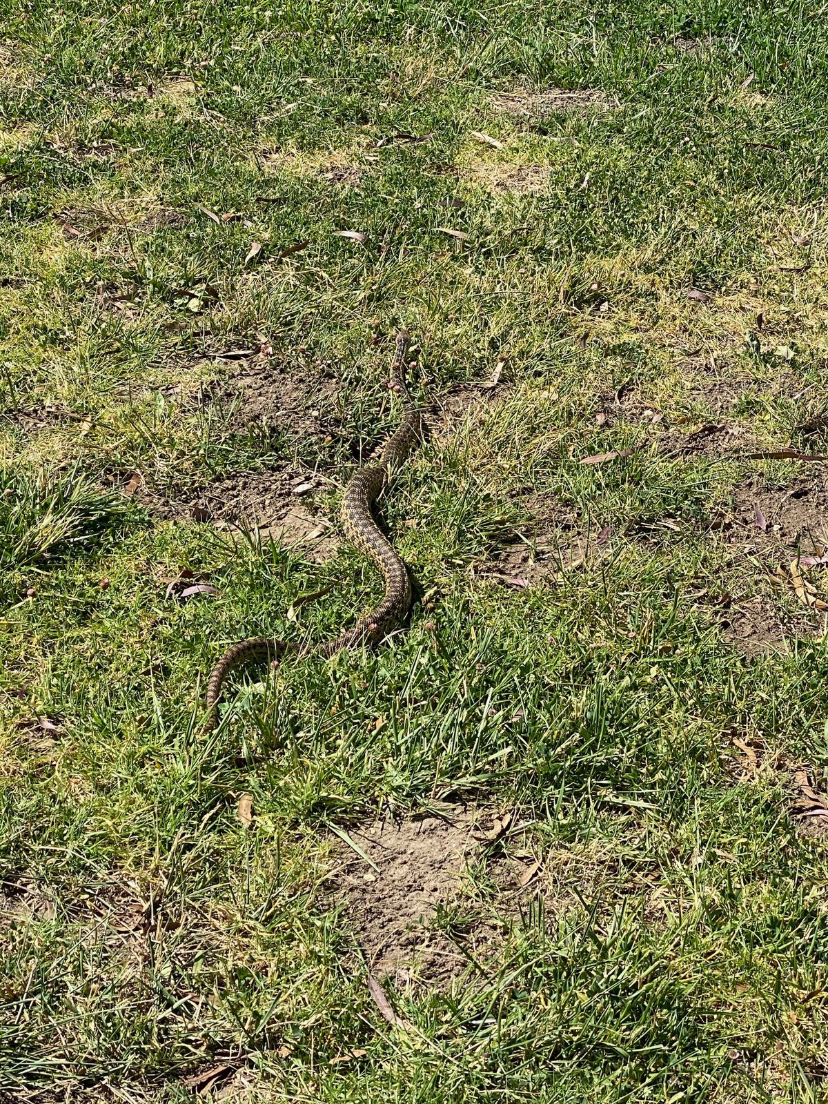 Be on the lookout for snakes.