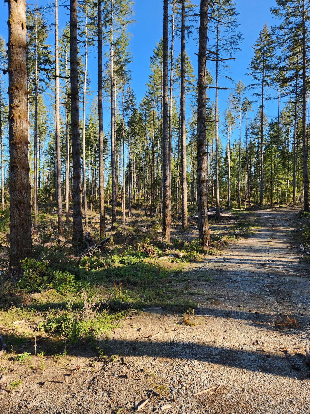 Entrance Path to Hole 1