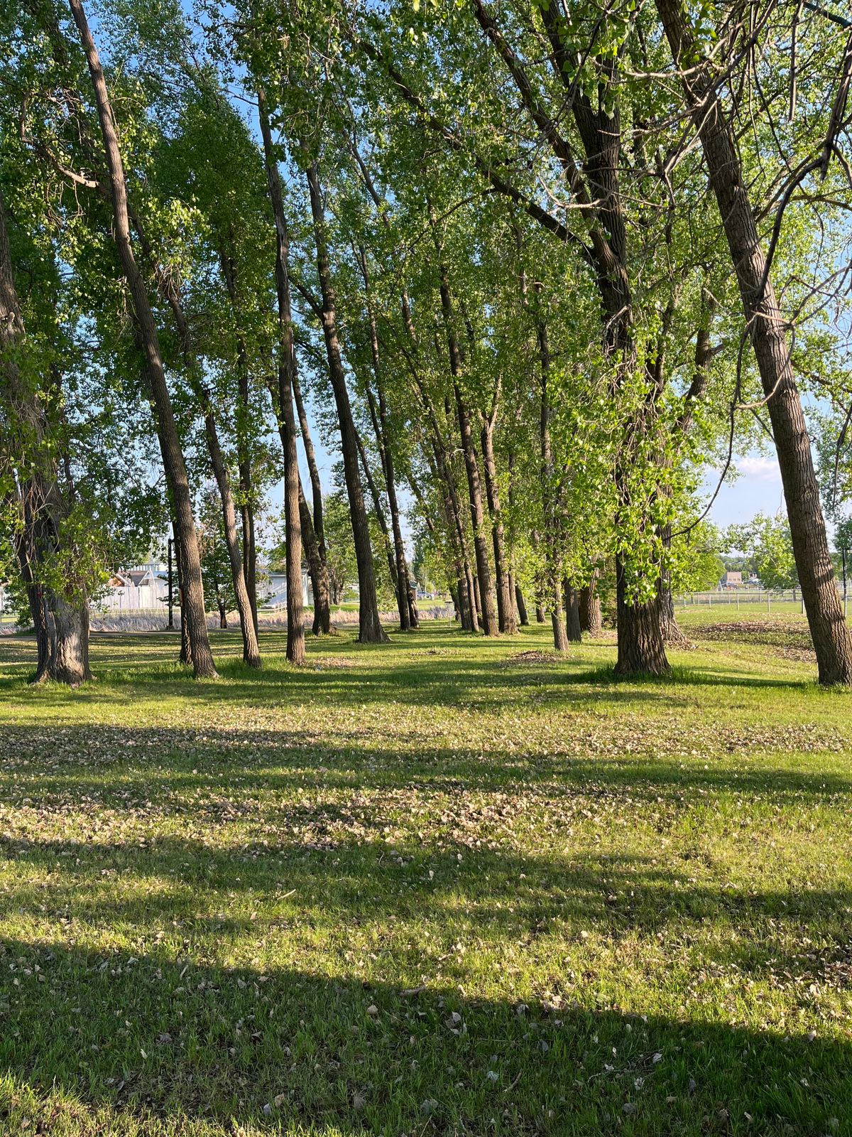 Hole 5 red tee