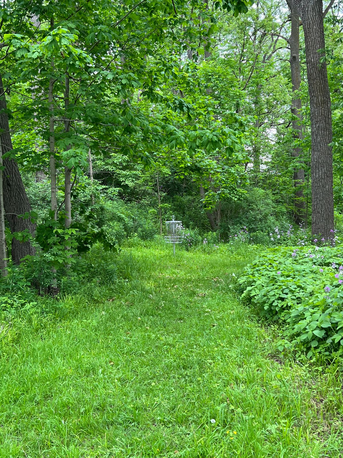 Hole 7 basket