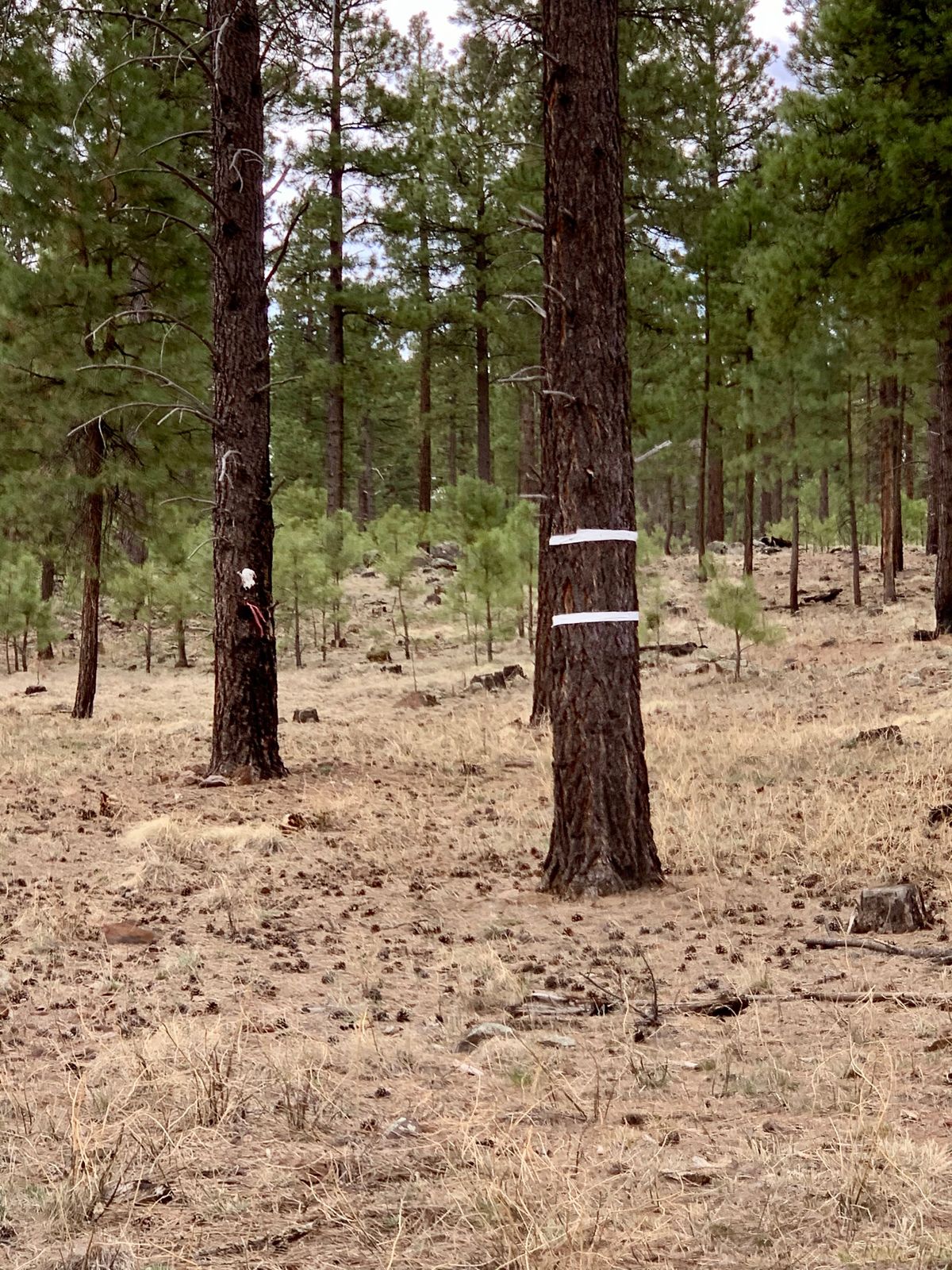 Easy to see baskets.