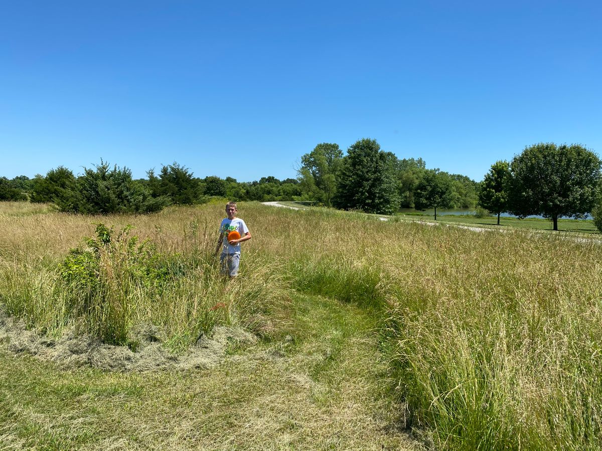 Tall grass