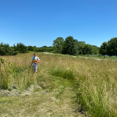 Tall grass