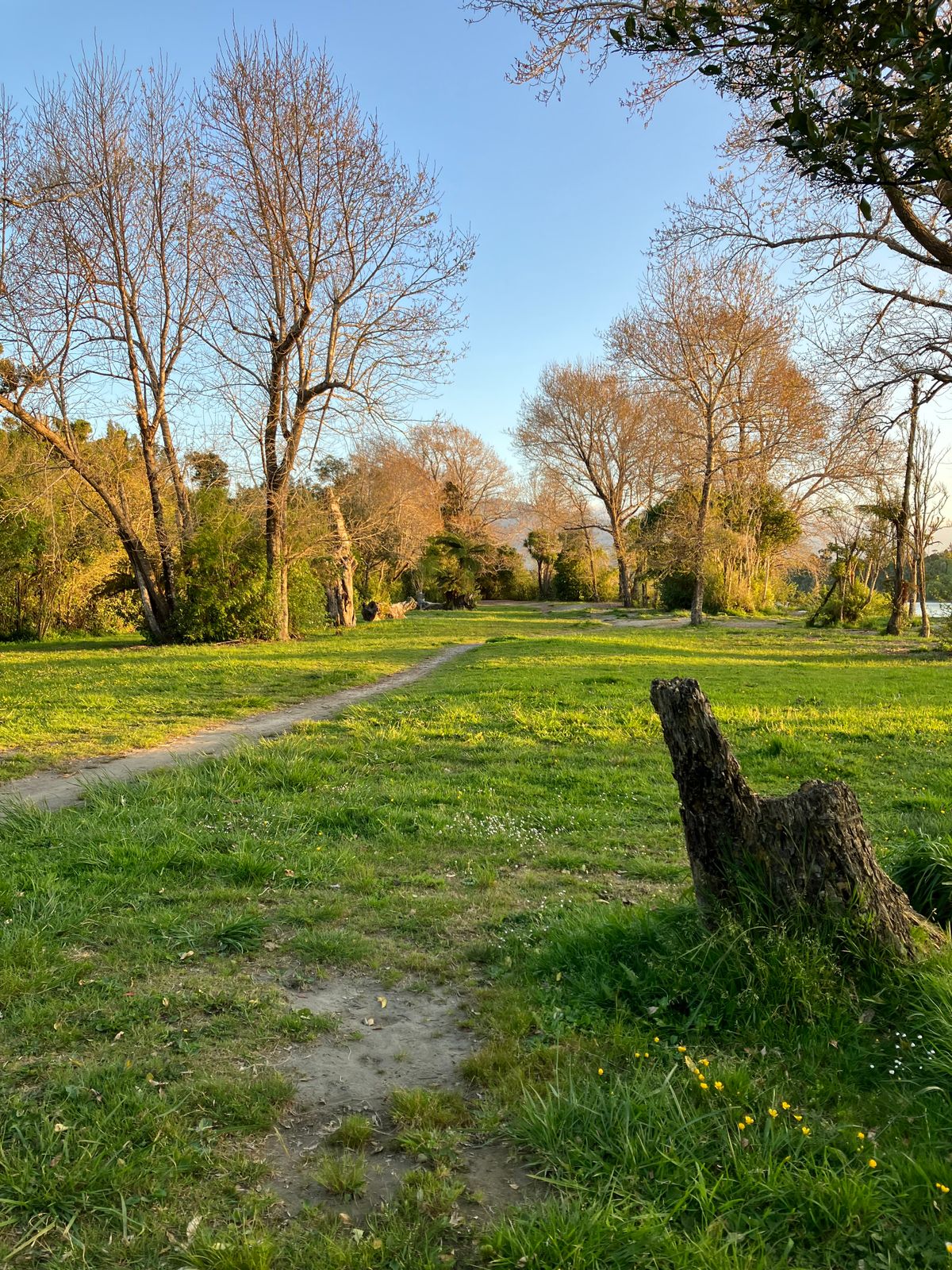 Tee 1