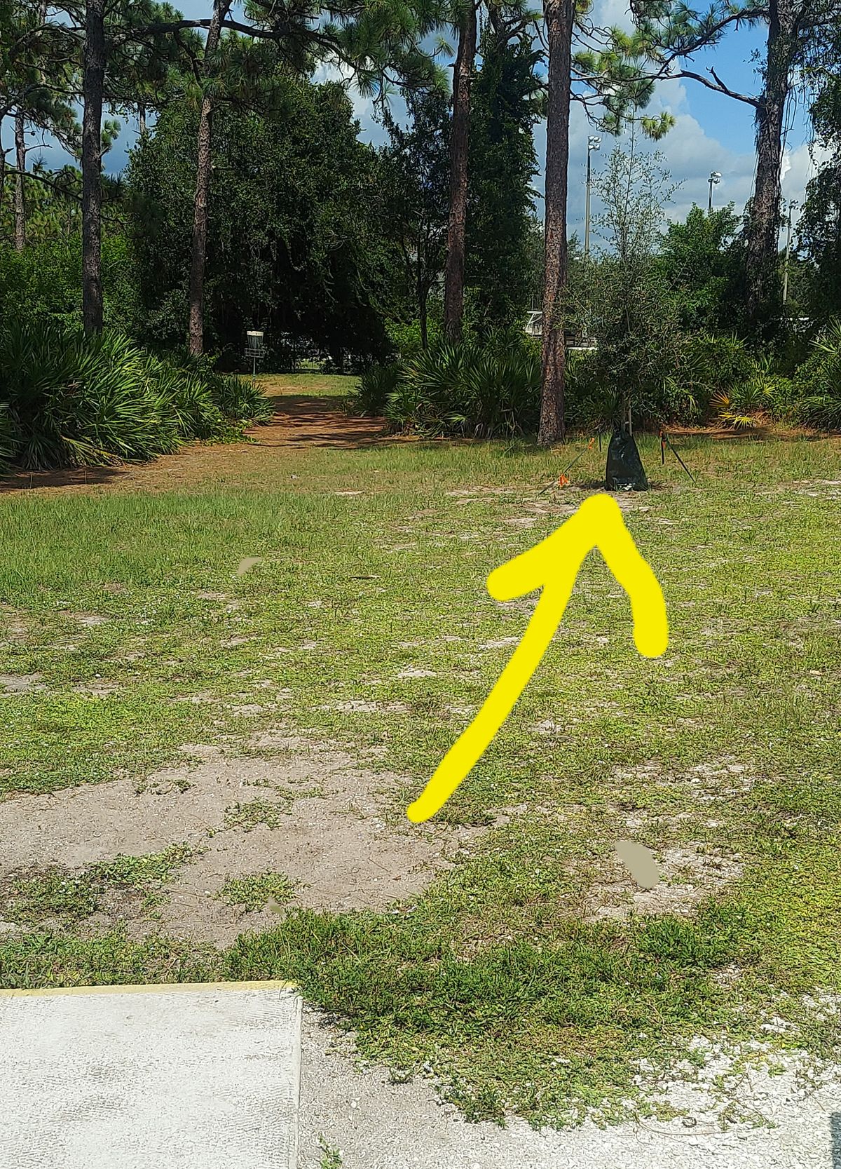 New tree on #1