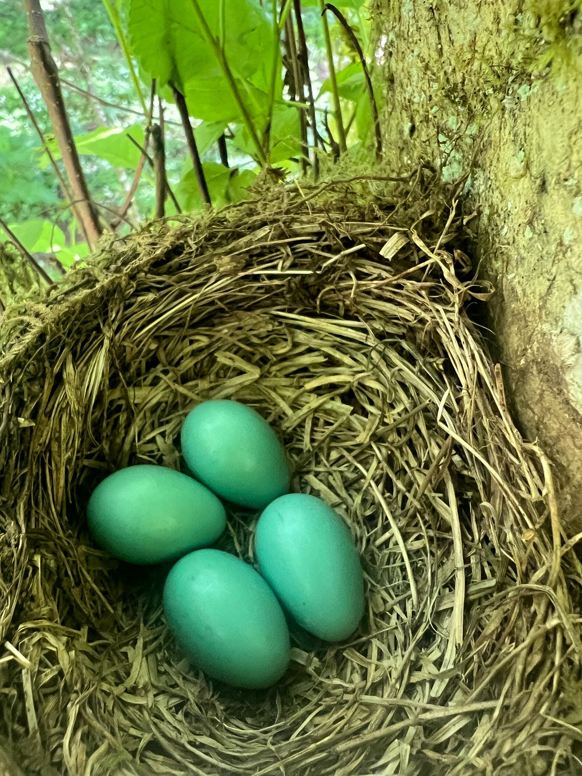 The fairway of #5. Looking back at the tee about half way up should be a nest. Nature appreciation.