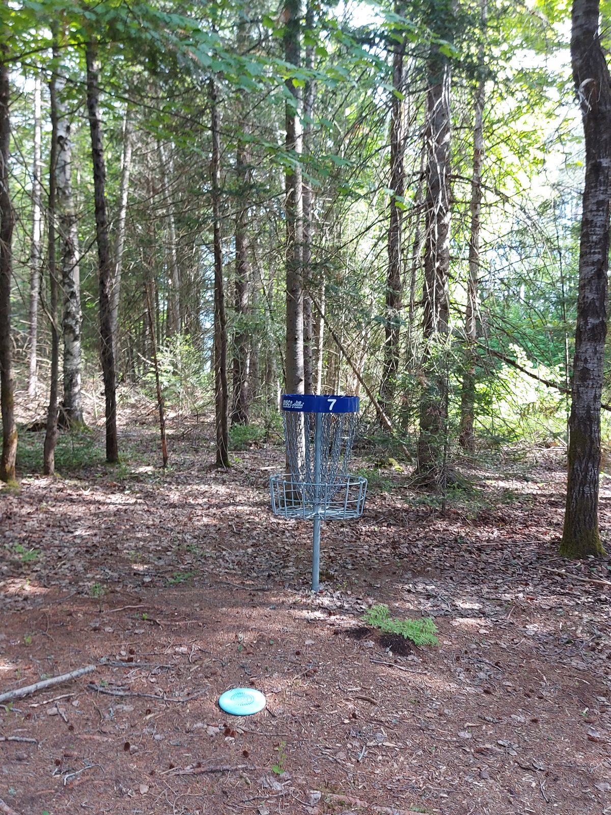 Putting on hole 7.🍁🌲🍁🌲🍁🌲