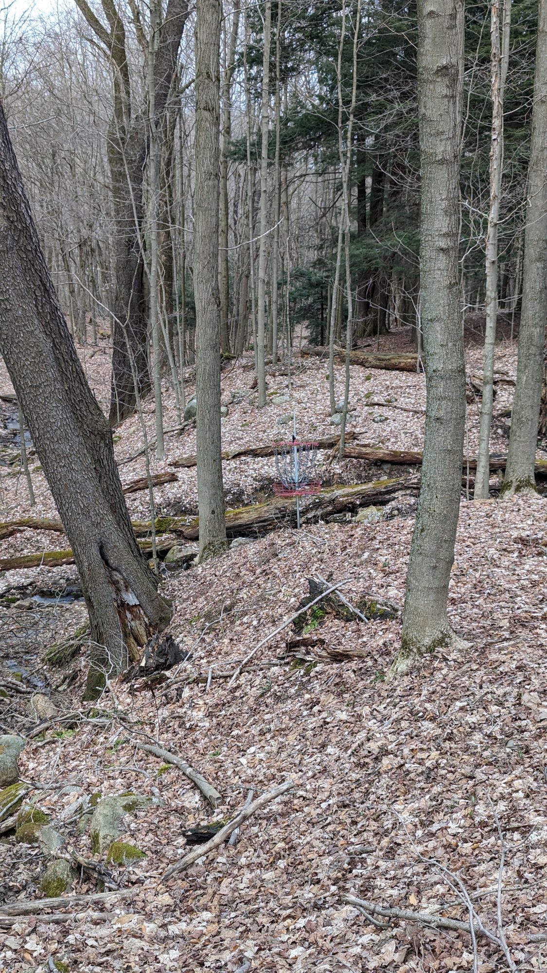 Basket at hole 8