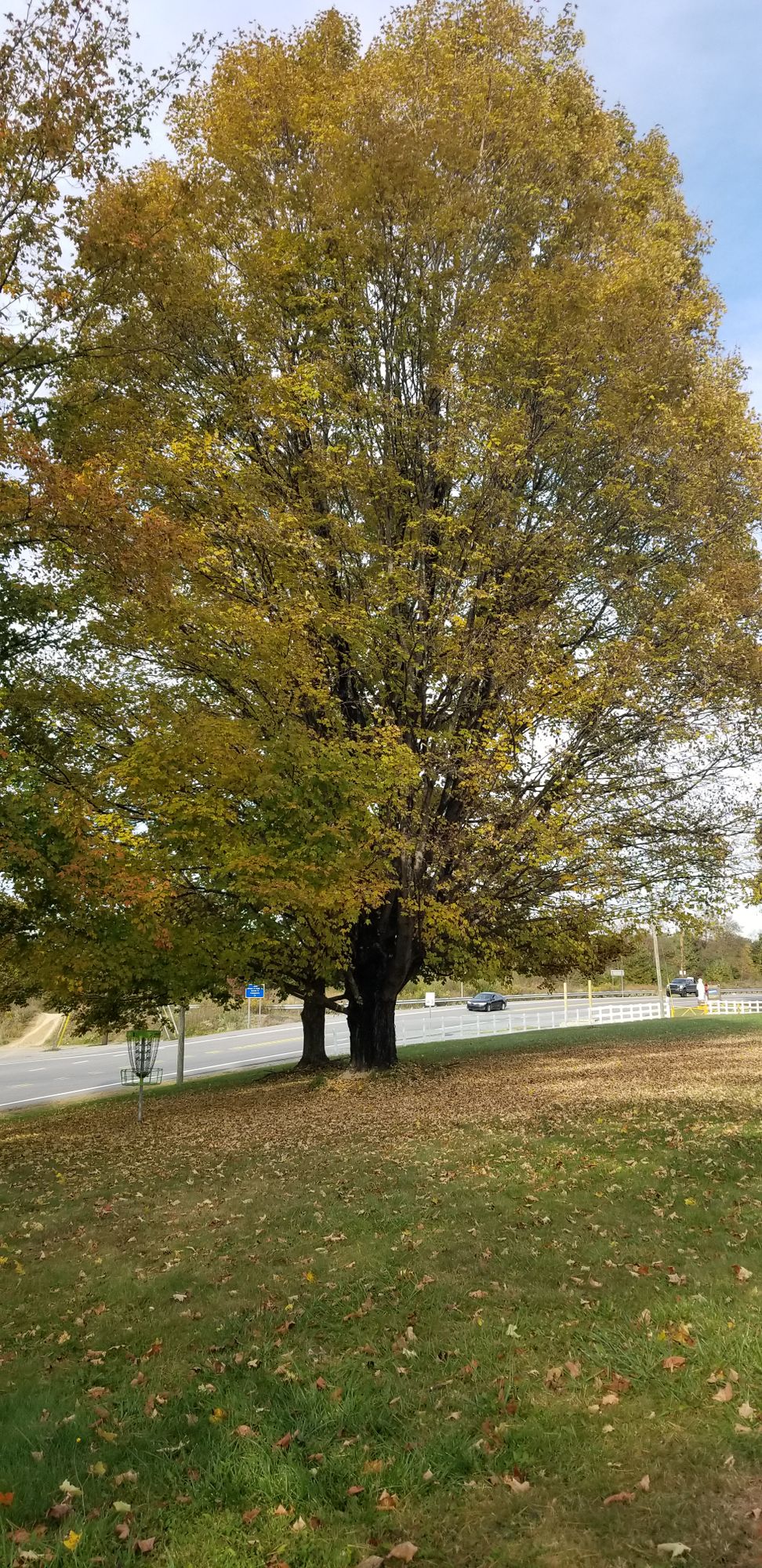 Moon tree