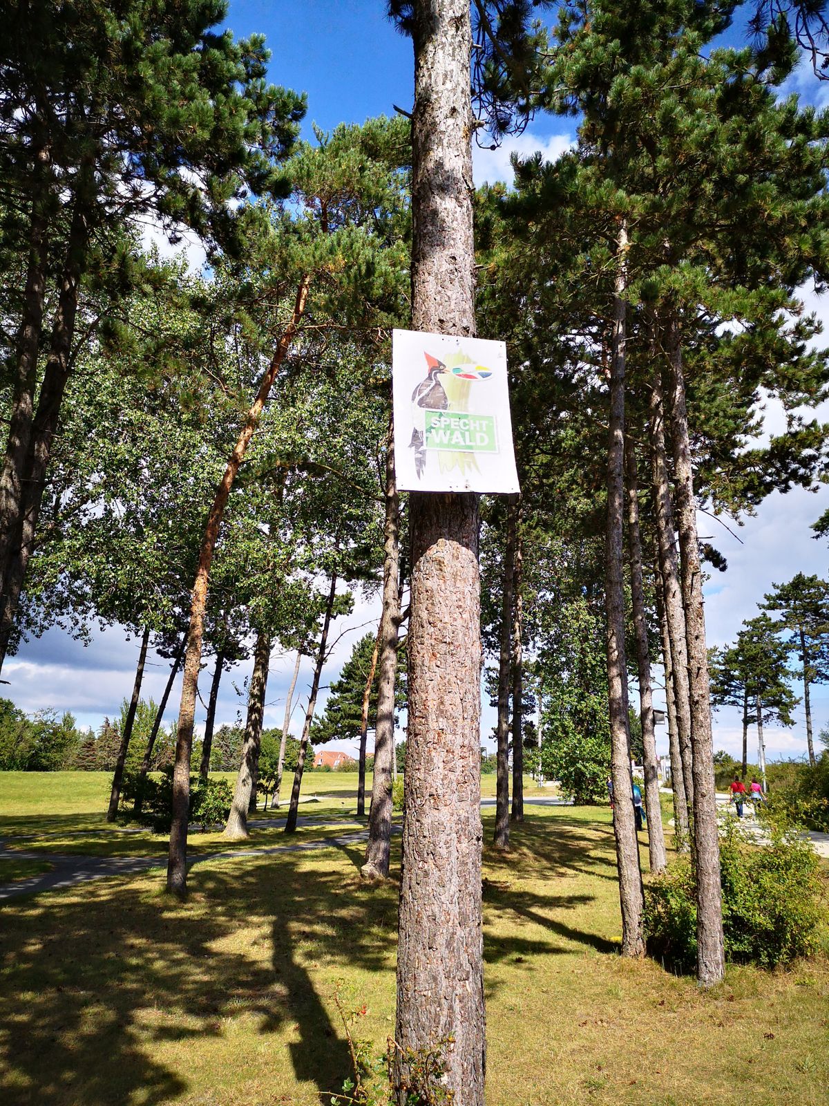 Spechtwald, Blick auf Korb 21
