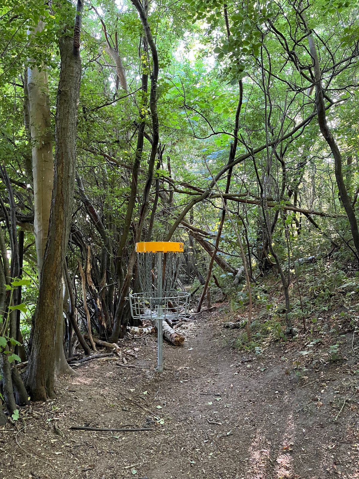 Deep in the woods