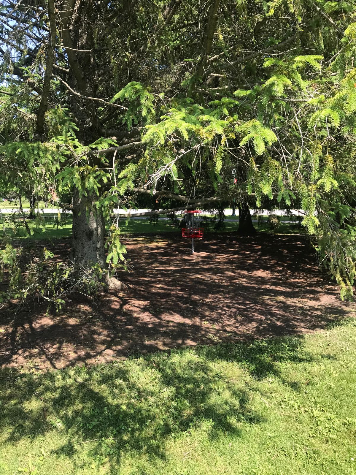 Hole 7 basket in pine grove