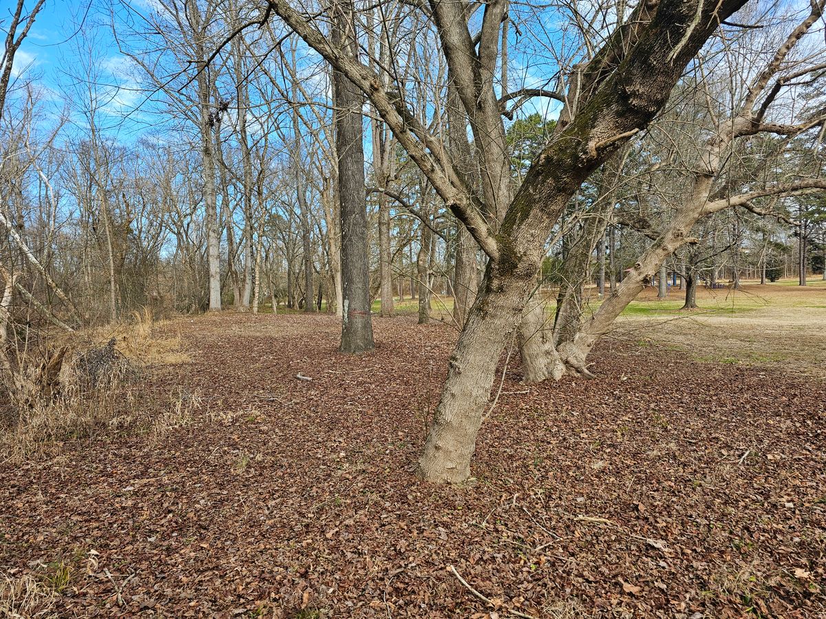 3B Mando around tree with red arrow