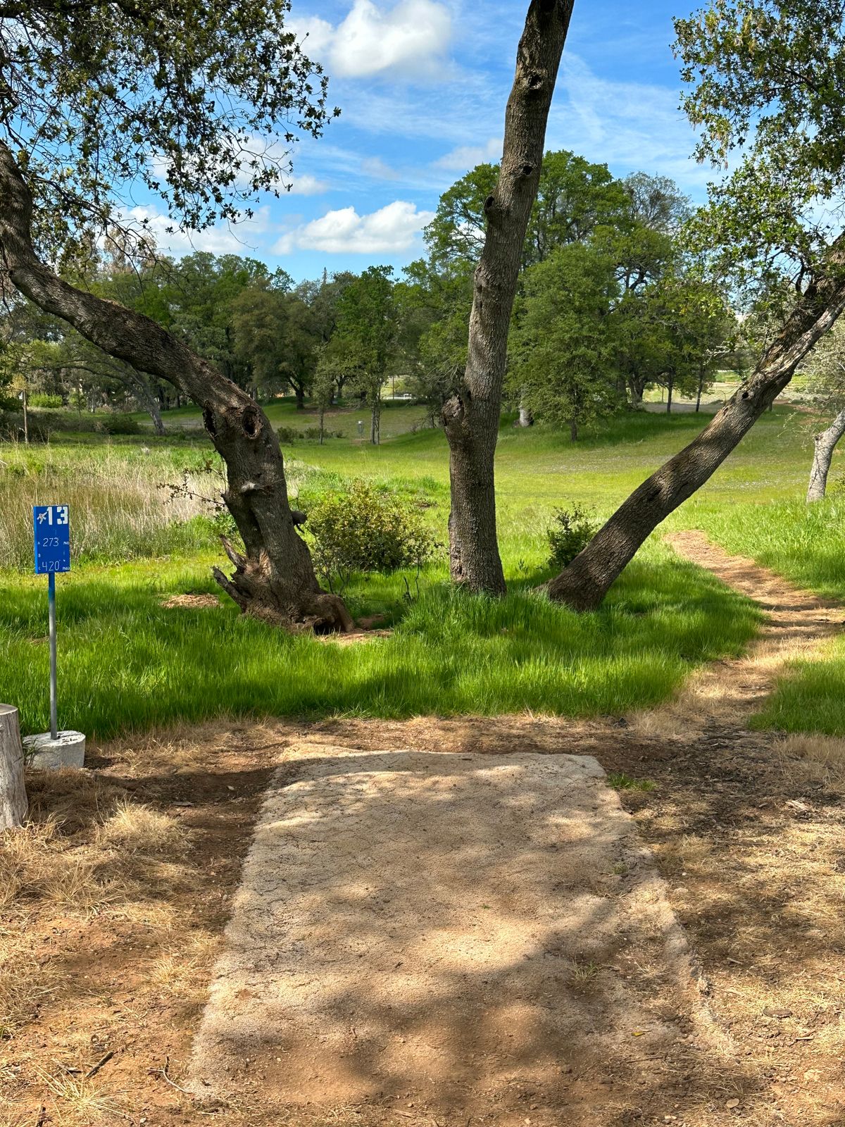 Hole 13 with cool little tree obstacle in front of the tee box.