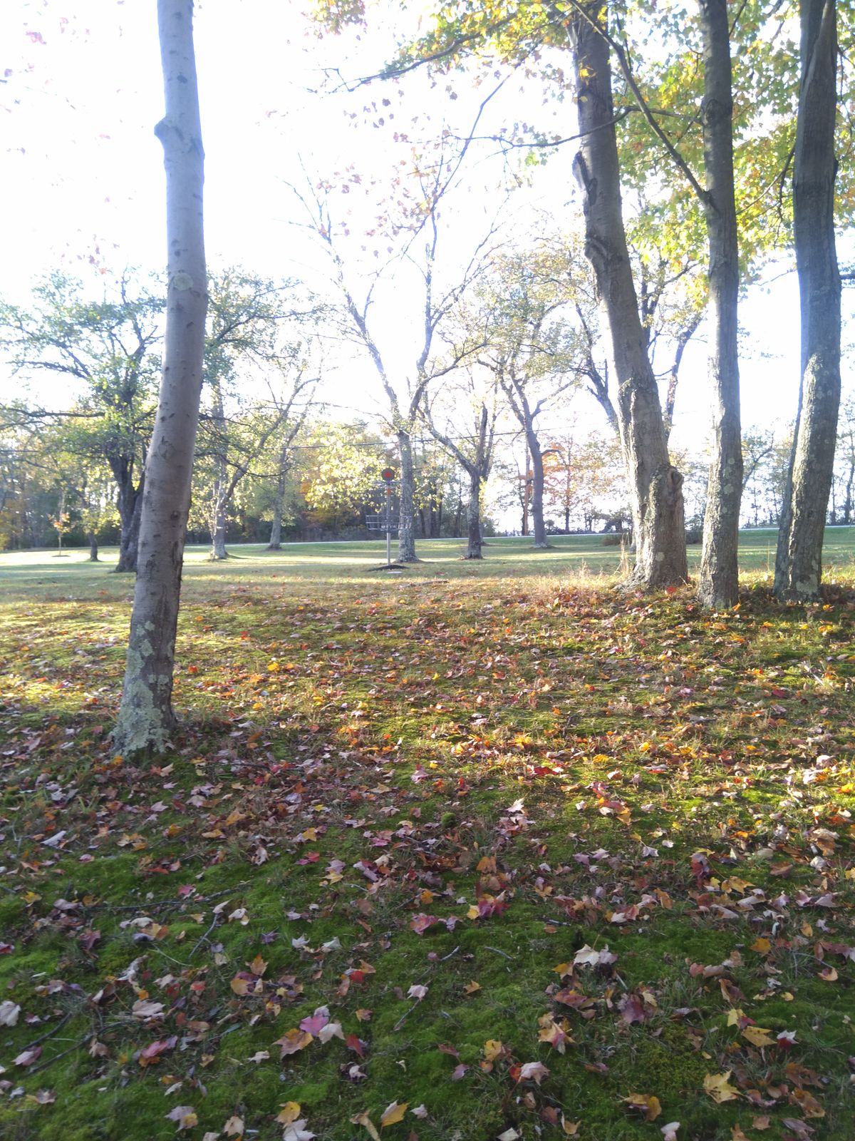 Hole #6 basket