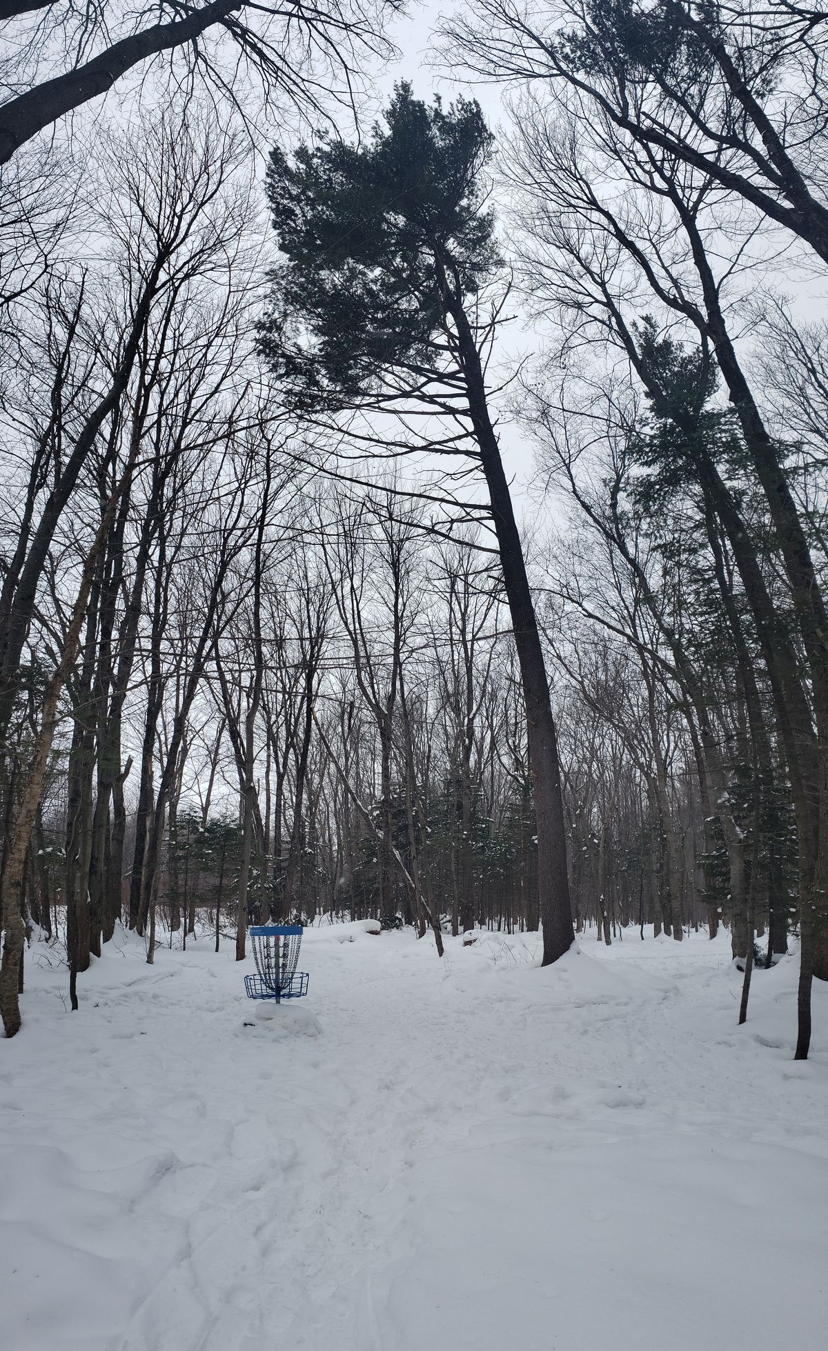 Circle #7 giant guardian pin tree in winter!