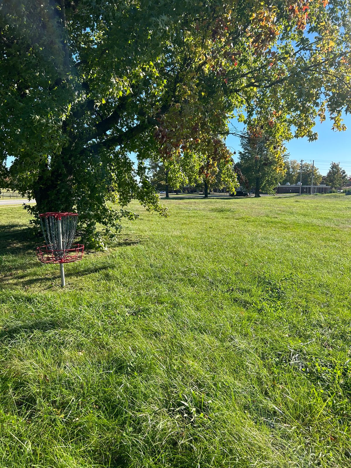 Hole $11 from the basket. Basket is behind the tree. 