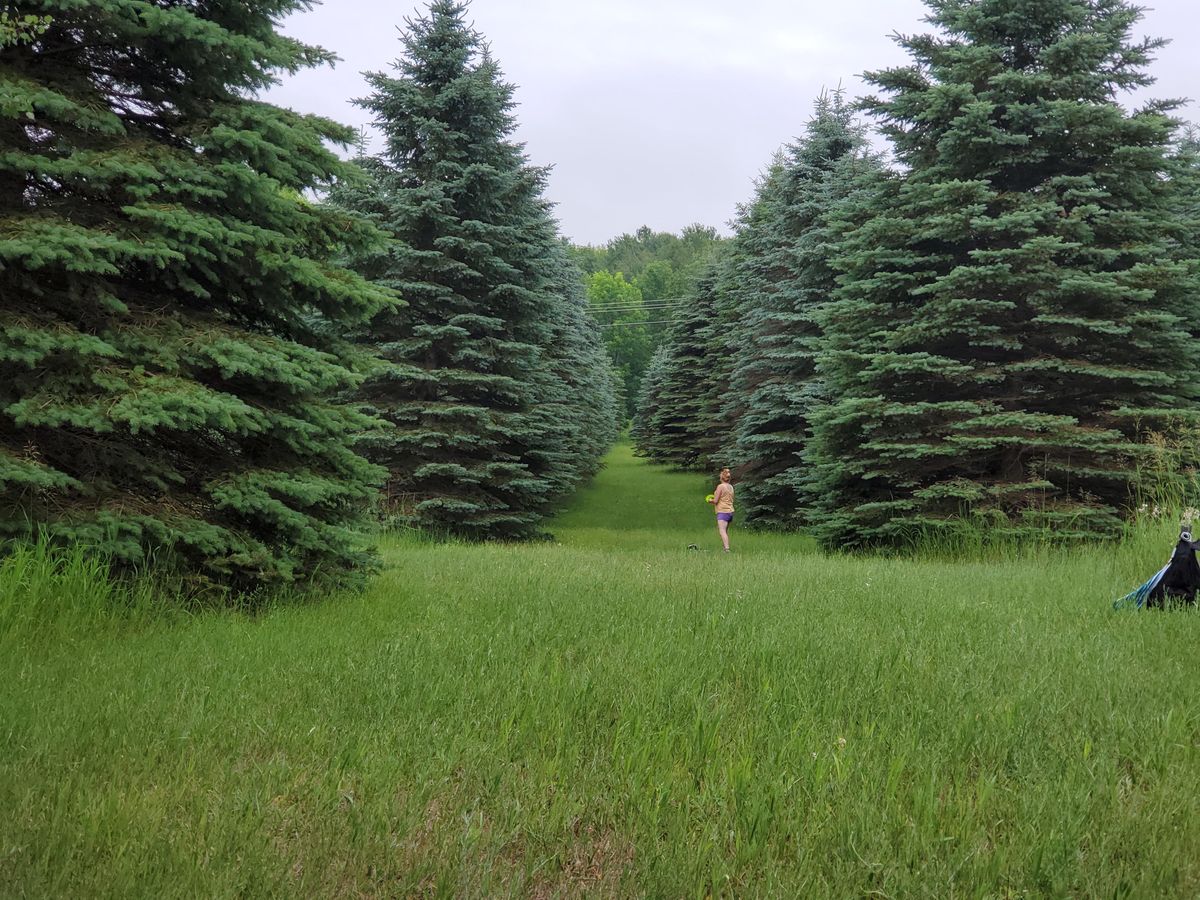 Each pine tree had it's own 12' stick resting behind it to poke stuck discs out with