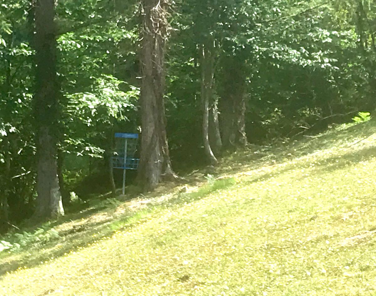 #14 basket in trees