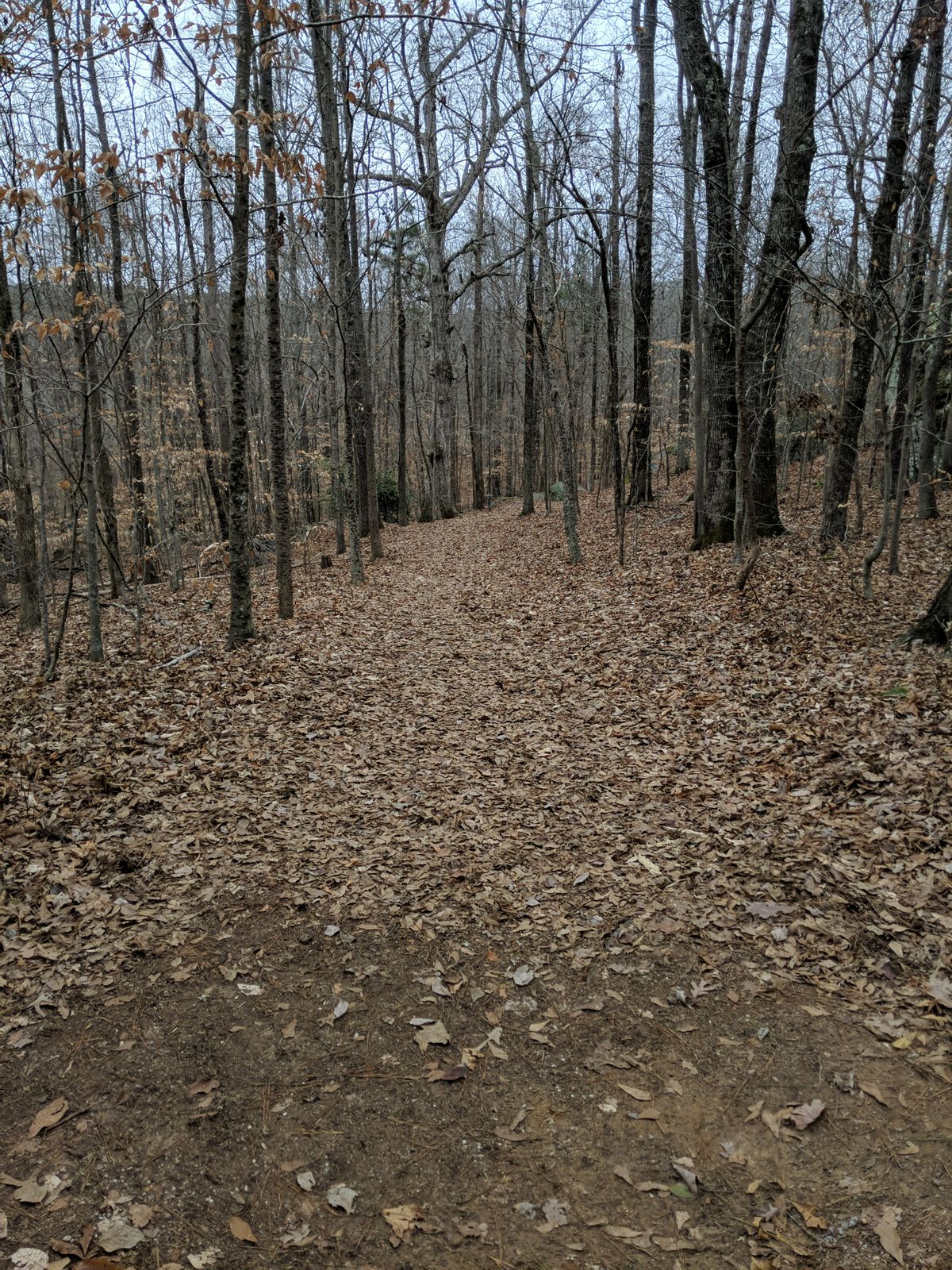 Fun in the woods