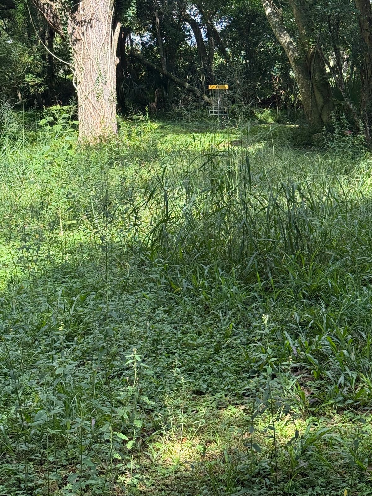 17th Fairway right now.