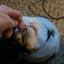 mangalomaniac
