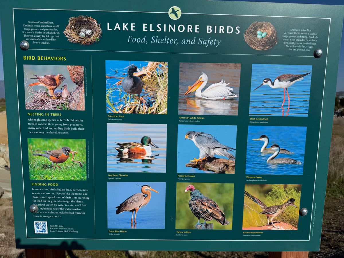 BIRDS FOUND ON THE LAKE