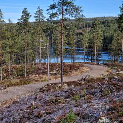 Banen følger en vei. Fin natur