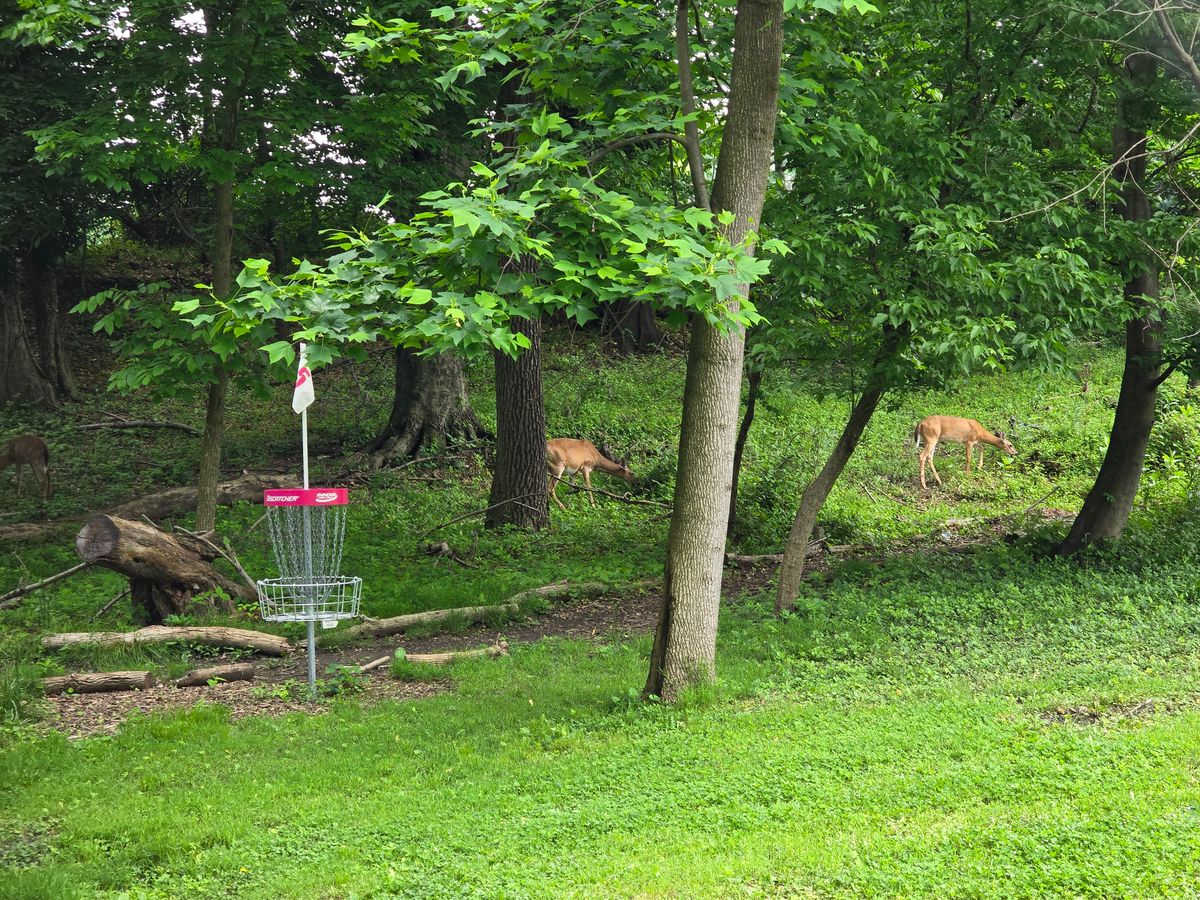 Hillway - Saturday Singles  - @ Druid Hill - Handicap Scoring