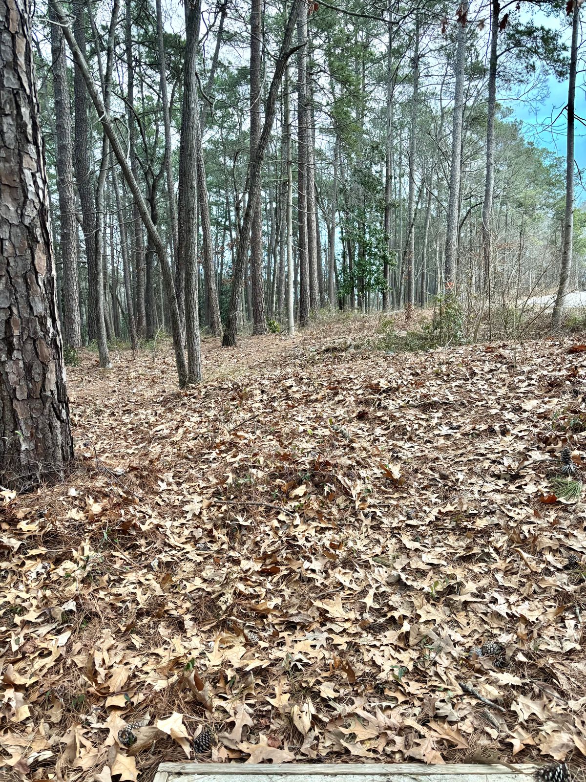 Hole 14 Tee