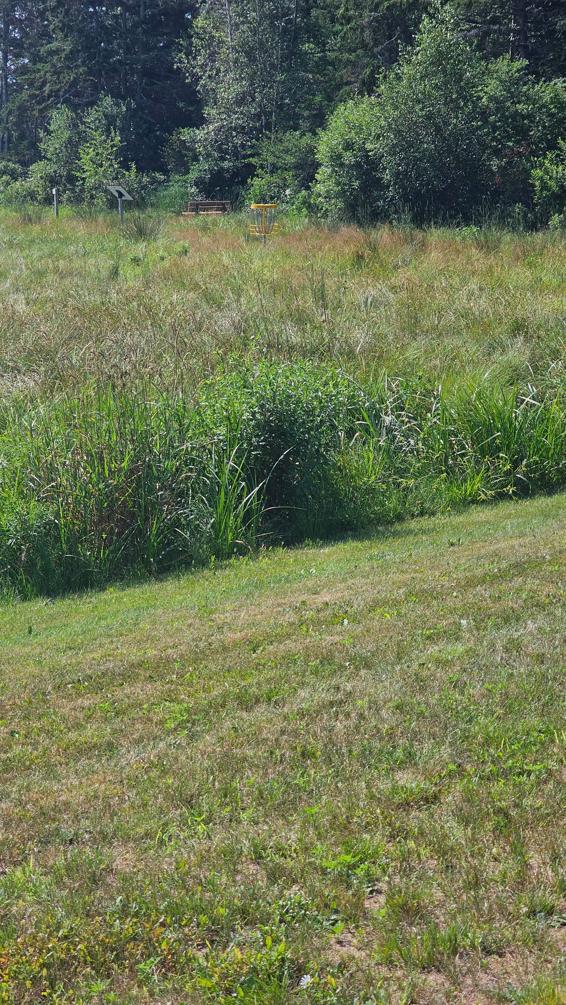 Unfortunately not well maintained (hole 4 with waist height tall grass)