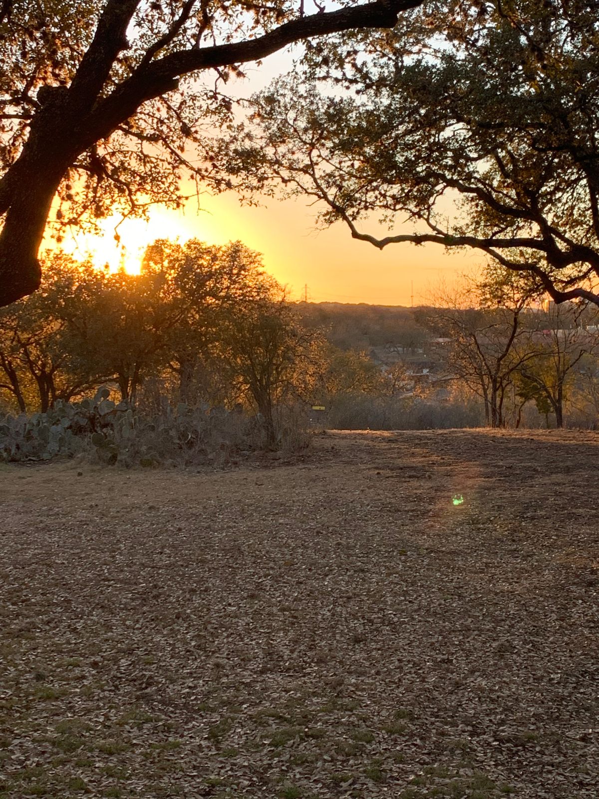 Live Oak Hillside #2 Short tee