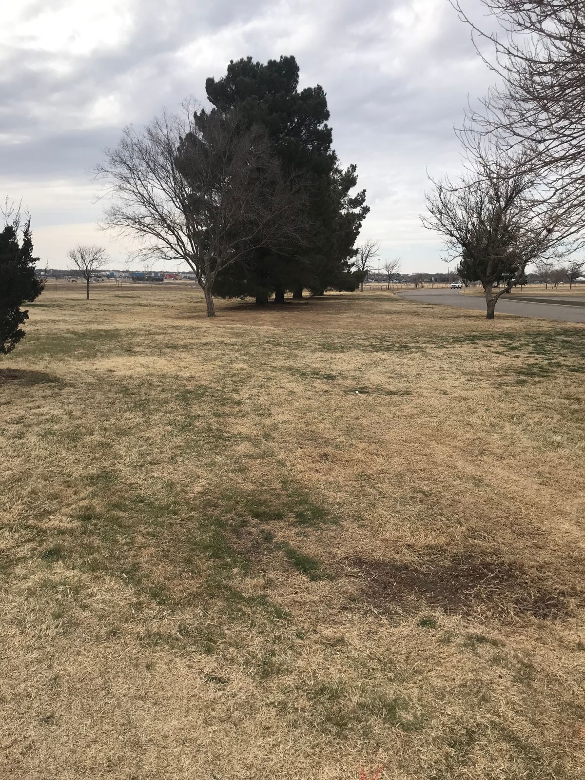 Basket in the tree line