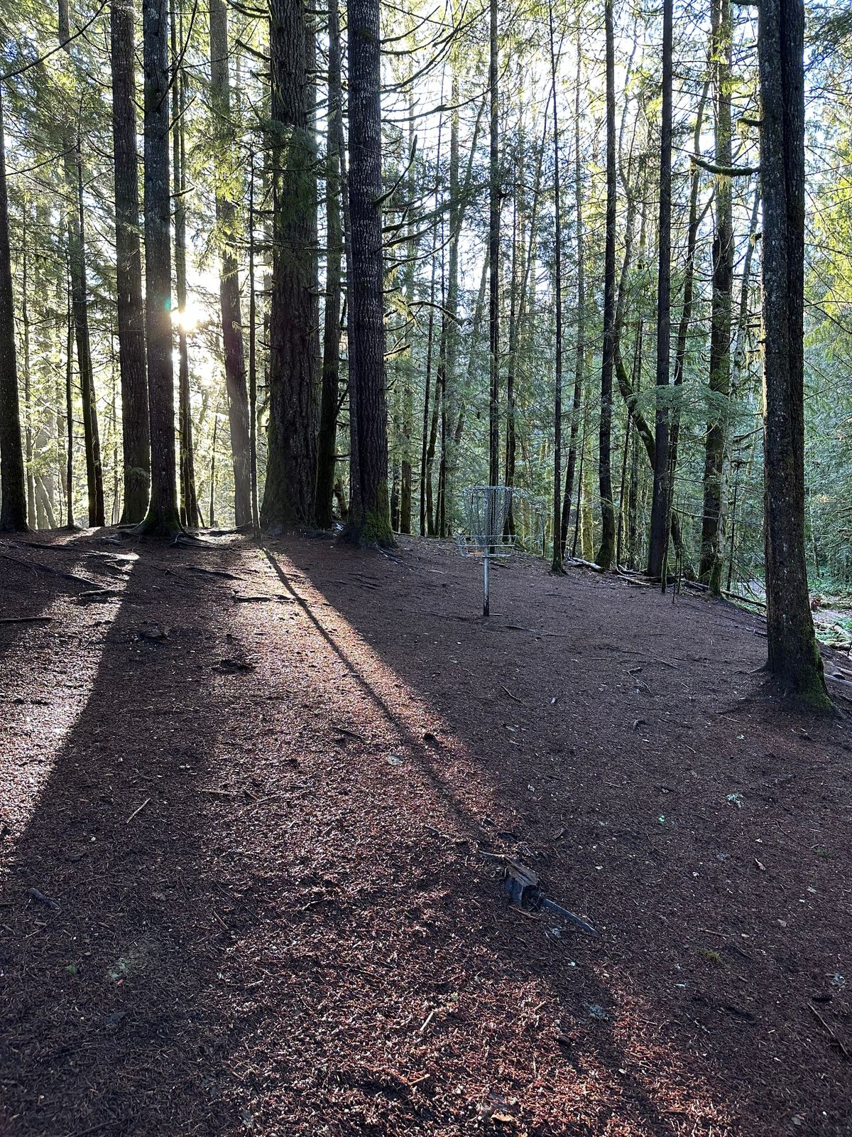 Great filtered sunlight