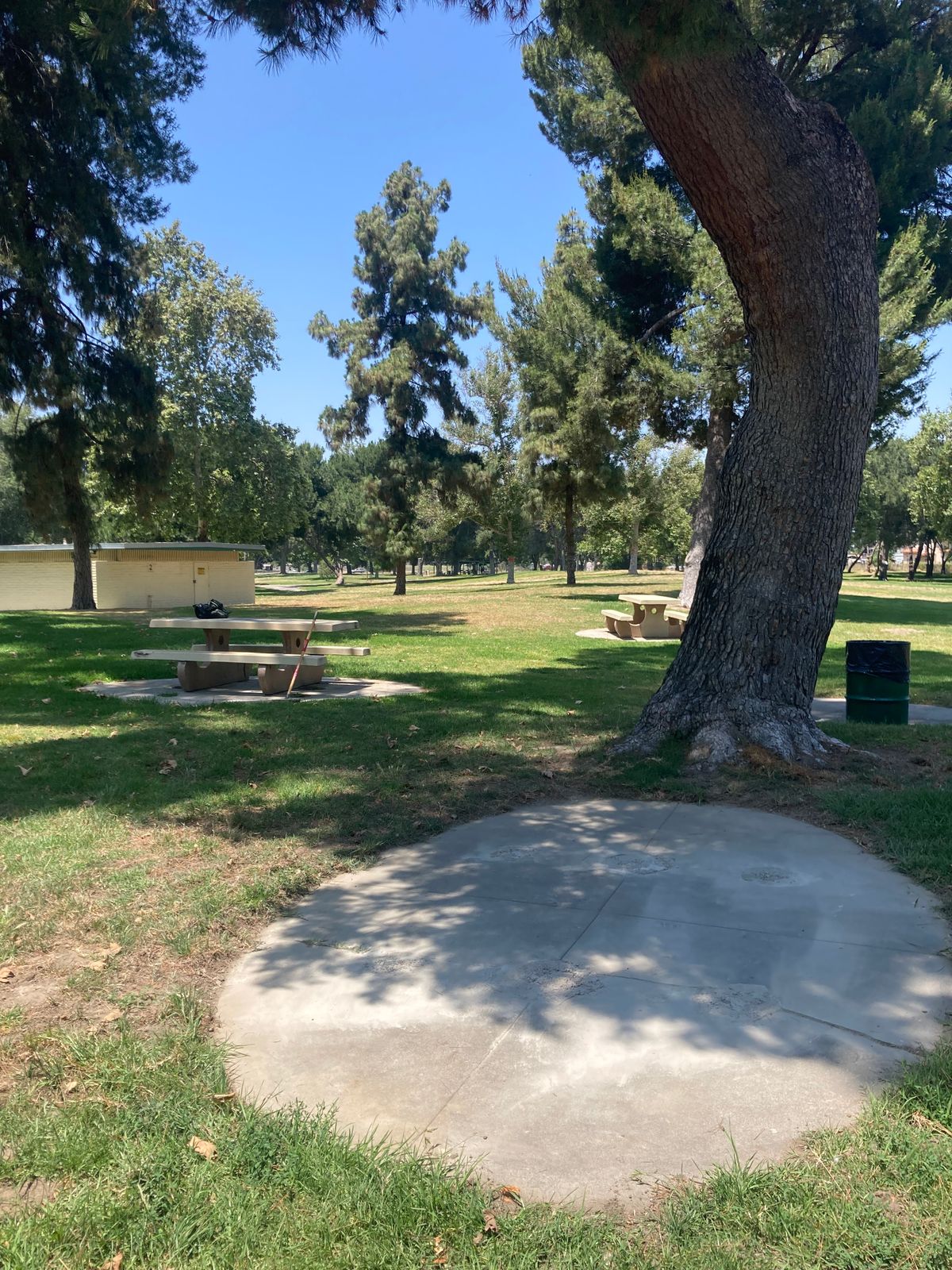 Hole 26 Alt tee-pad. DM pine trees (not marked ones)