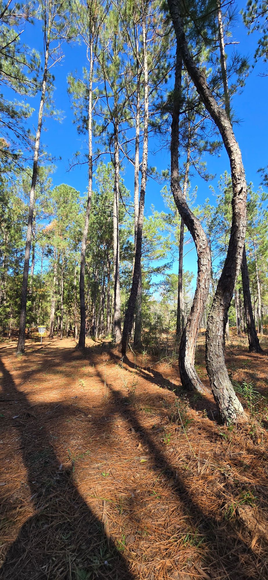 Hole 5 fairway
