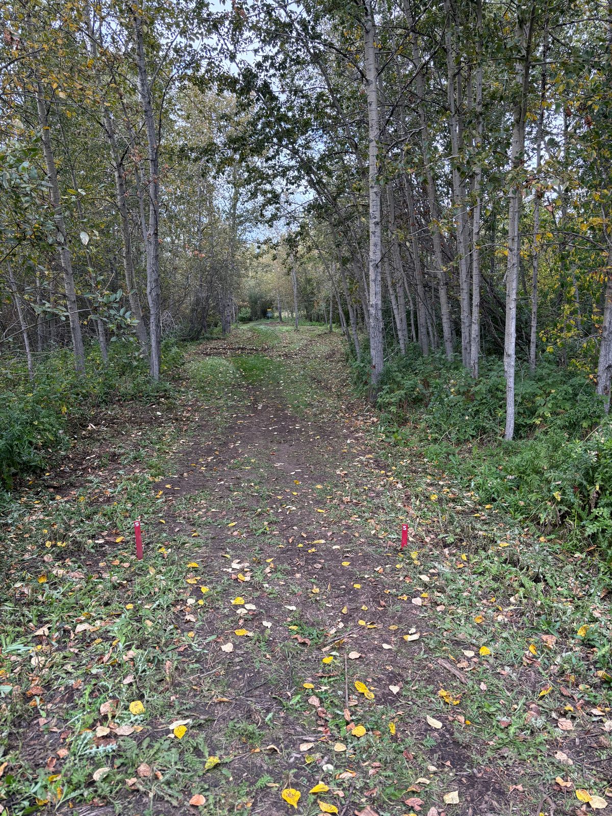 Hole 5 Fairway