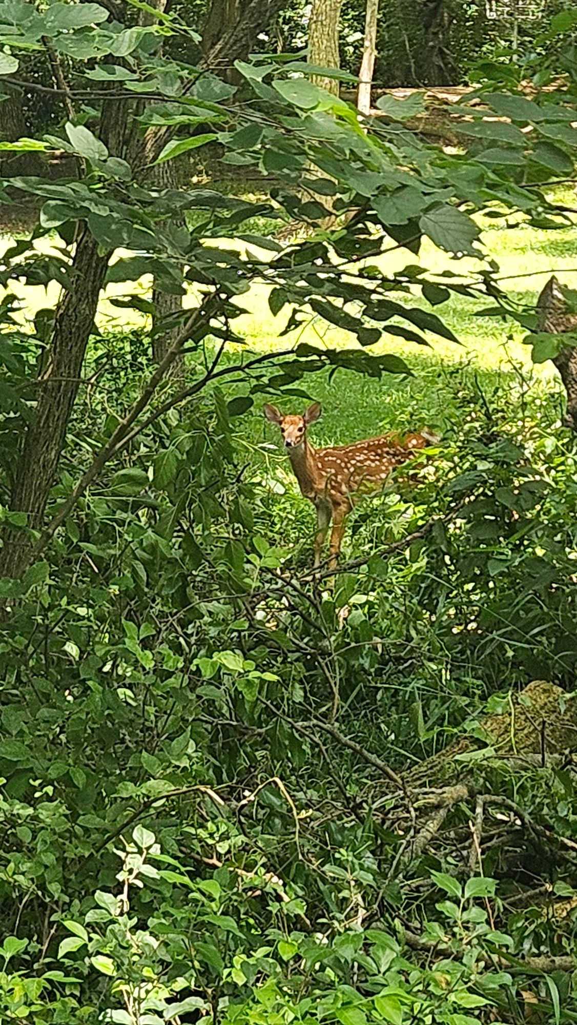 On hole 6. I feel it's momma was the one we smelled on hole 12 towards long  basket