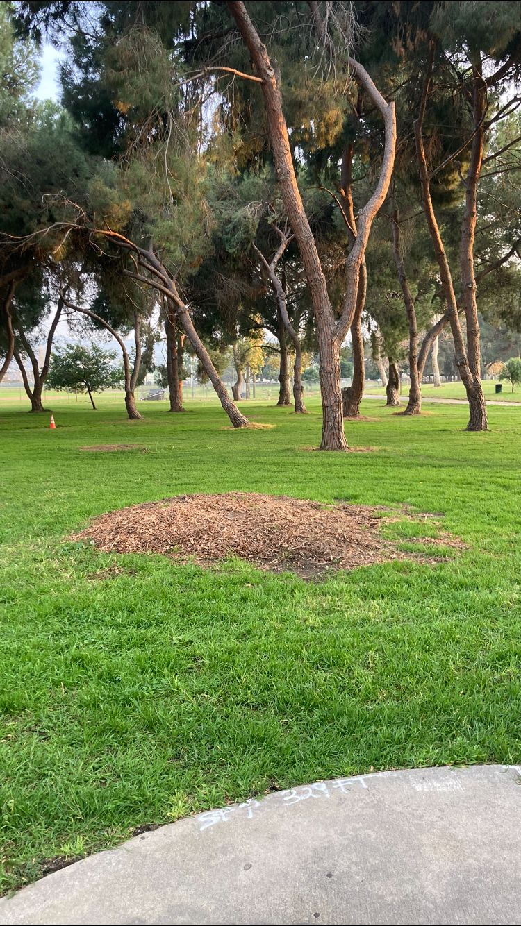 Safari tee-pad by basket 23 plays to basket 25, OB RT of walkway