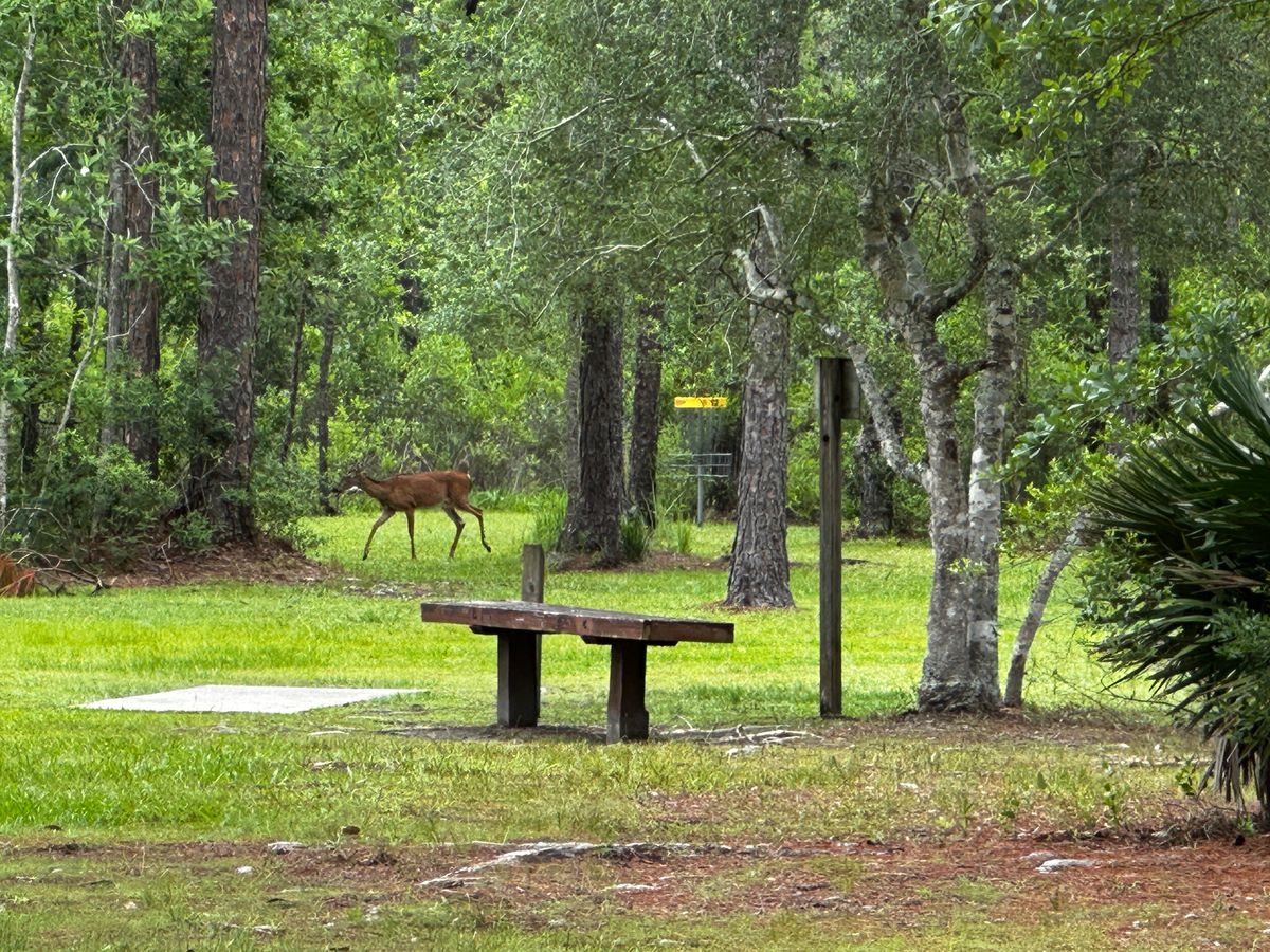 Oh deer, what a sight