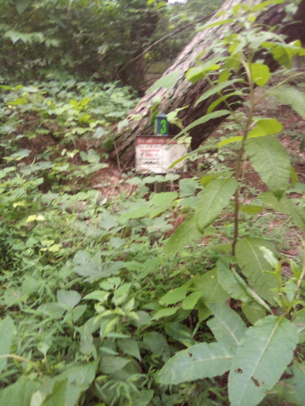 Hole 3 tee sign
6/9/24