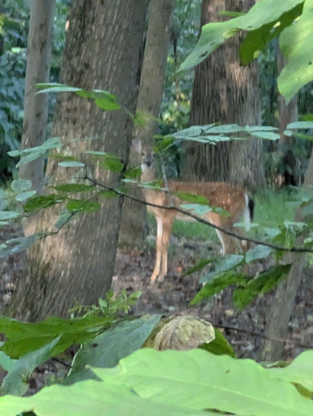 Lots of deer