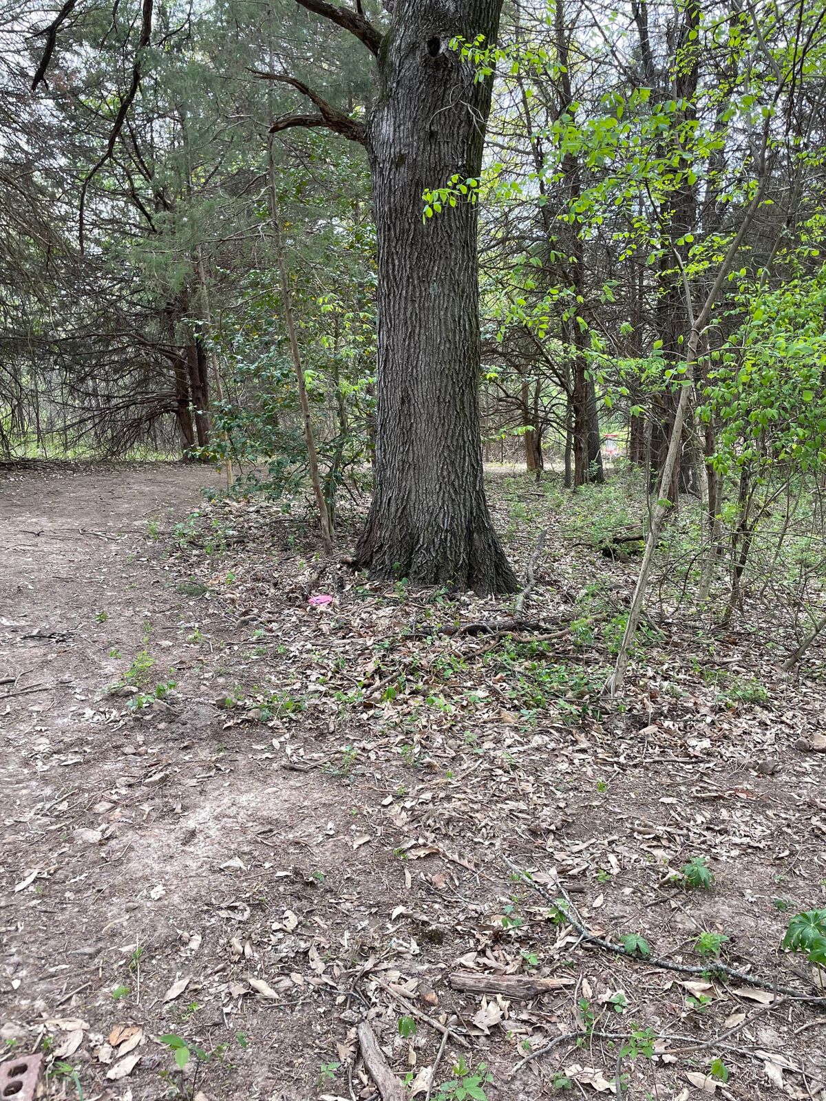 Hole 7 basket.