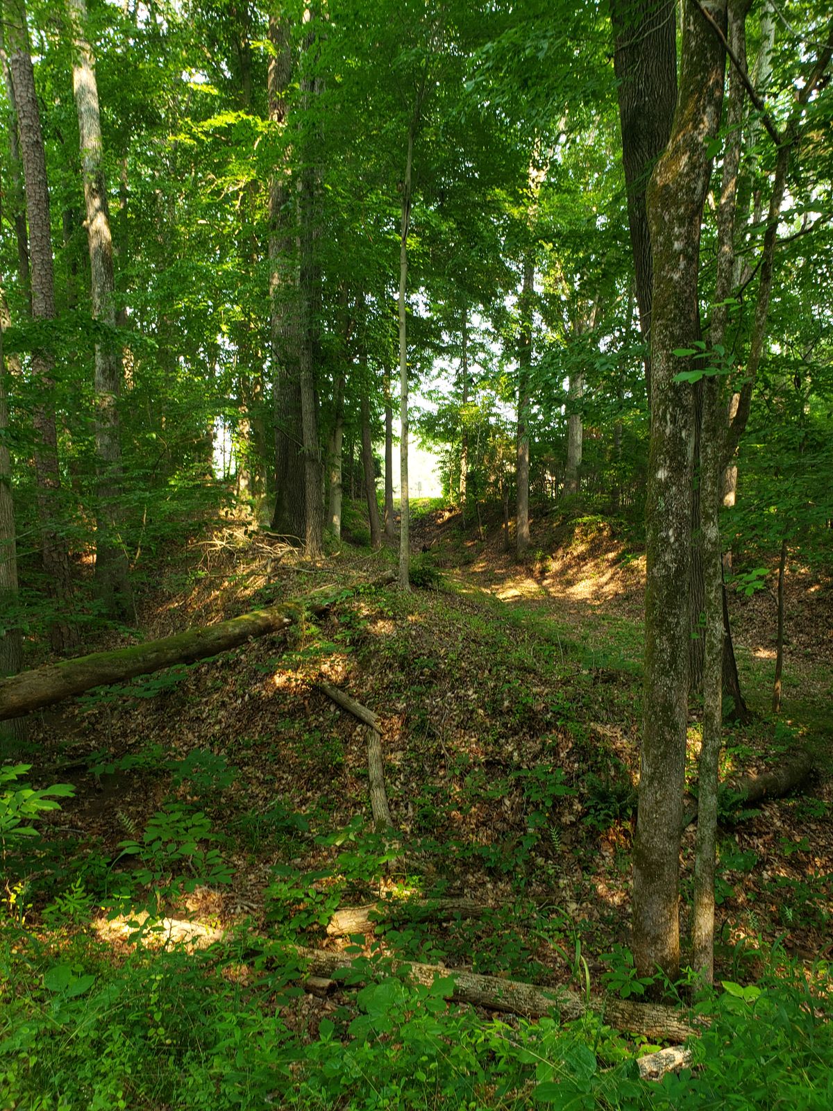 Hole 18 from the tee pad. With a tree looming directly in front of the tee pad. you have 2 lines to choose from throwing up hill about 8 to 10ft.