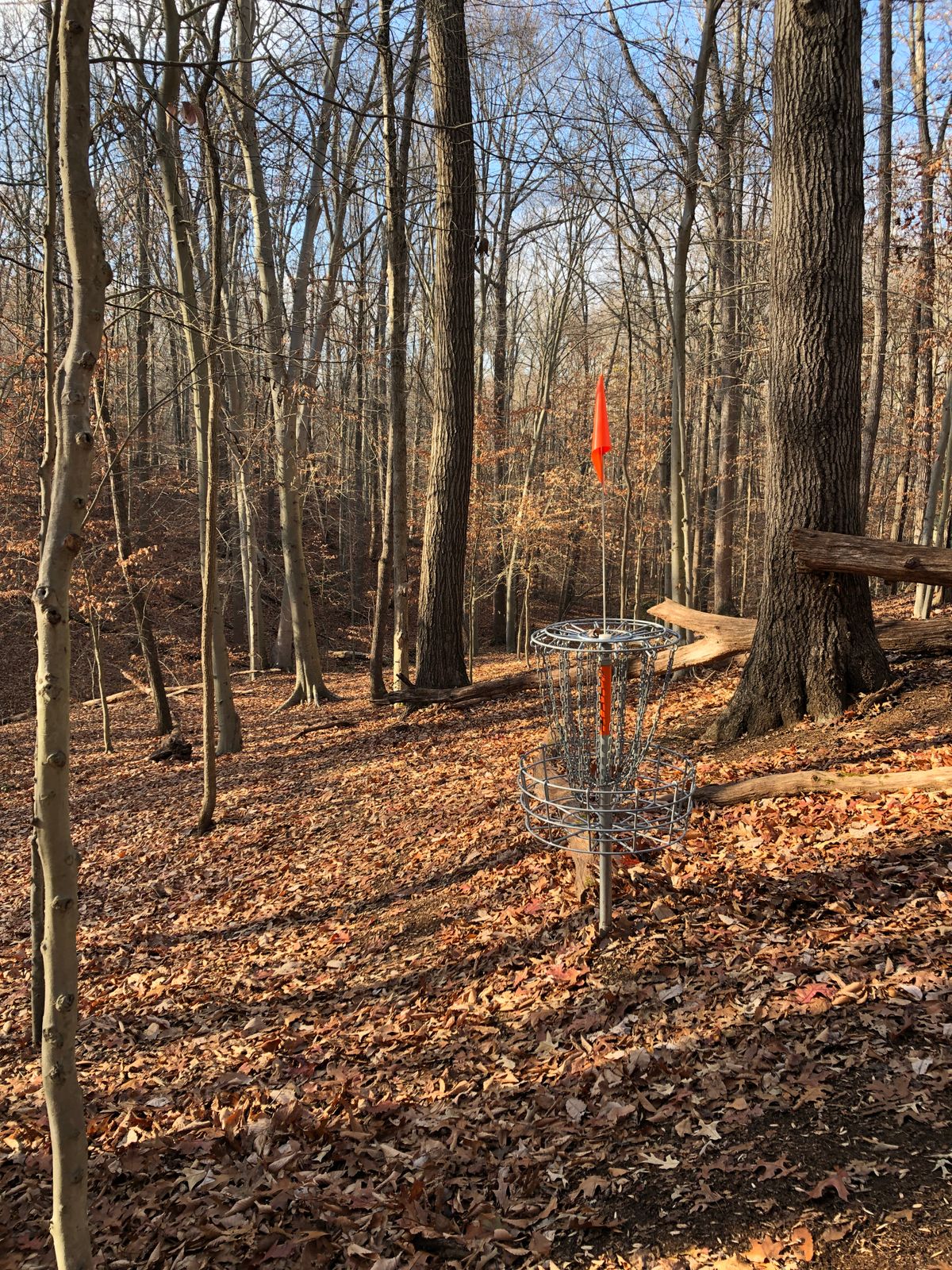 Hole 17 basket (looking back toward tee)