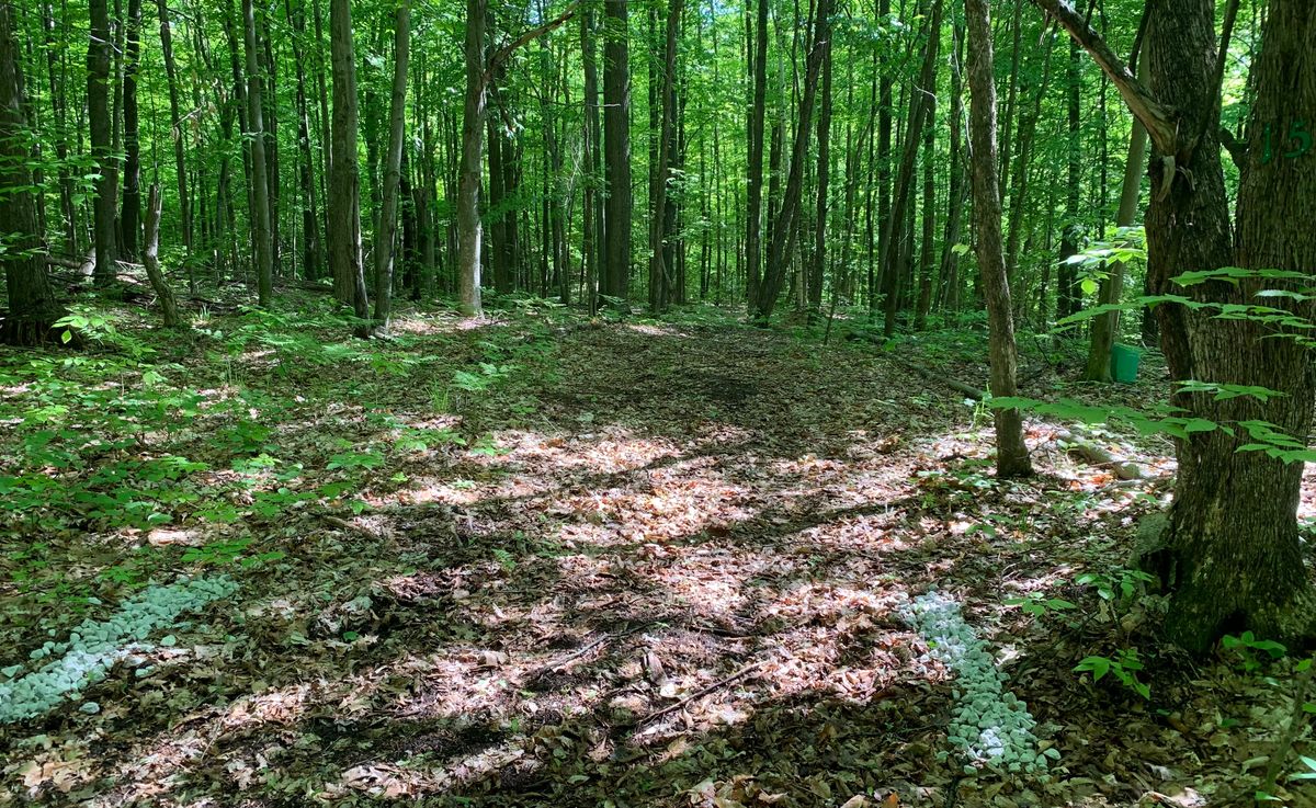 Hole 15