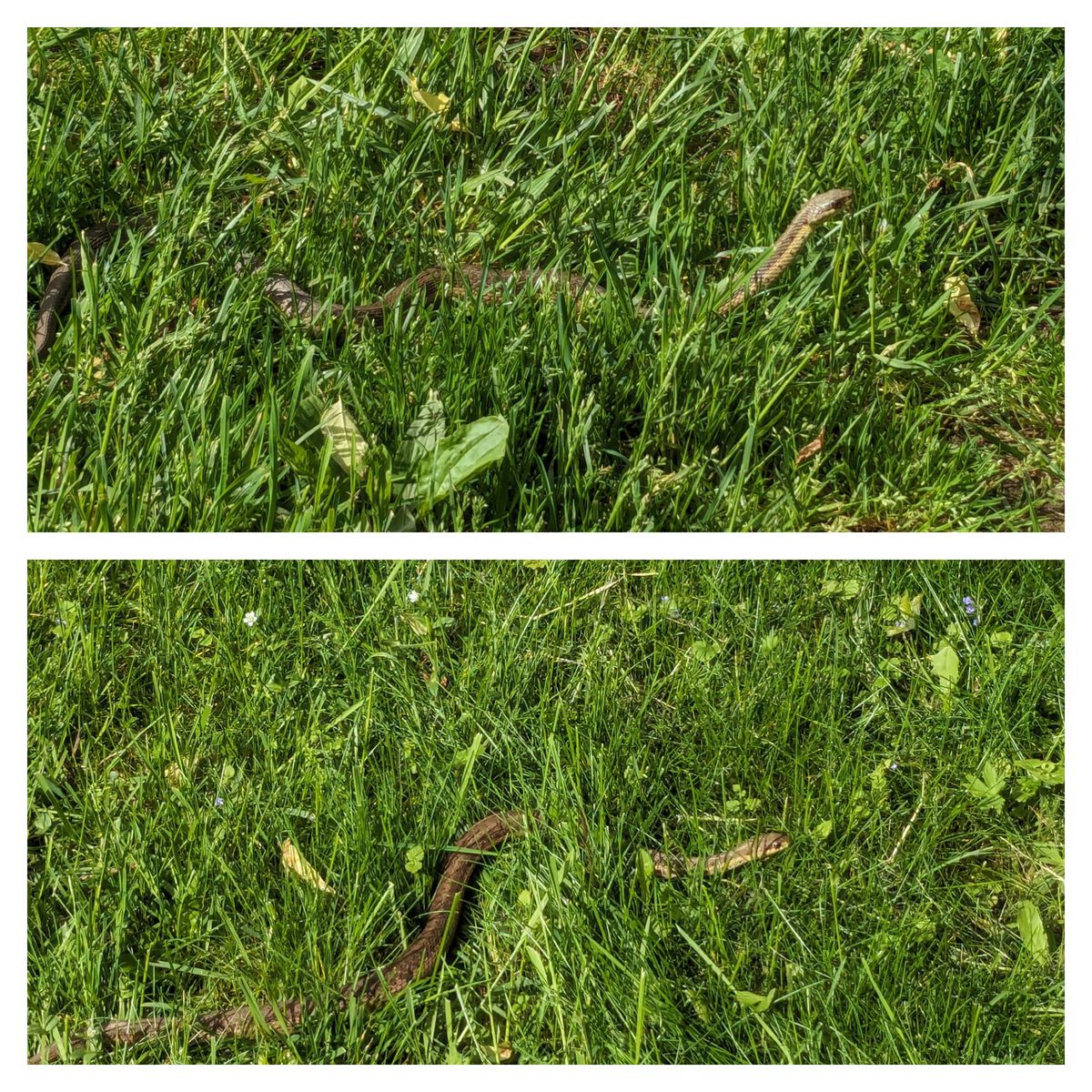 They aren't cutting the grass on holes 3,5, and 9. Trying to leave a "rough". Which is useless on a short course, imo. But I am seeing snakes consistently! Be careful.