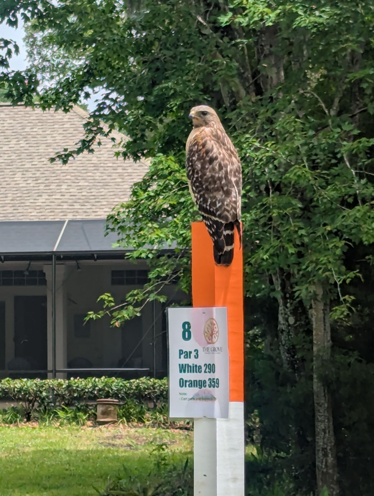 Nice wildlife